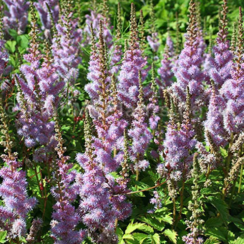 Astilbe chinensis 'Pumila' 