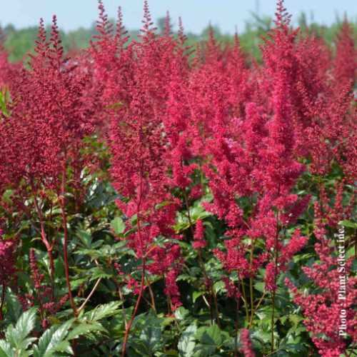 Astilbe  'Red Sentinel'