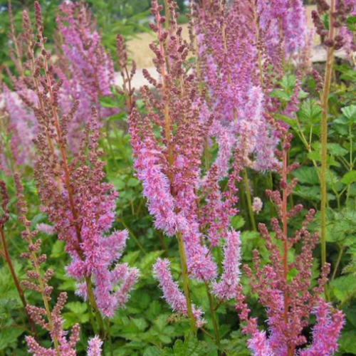 Astilbe Taquetii 'Superba' - 2g