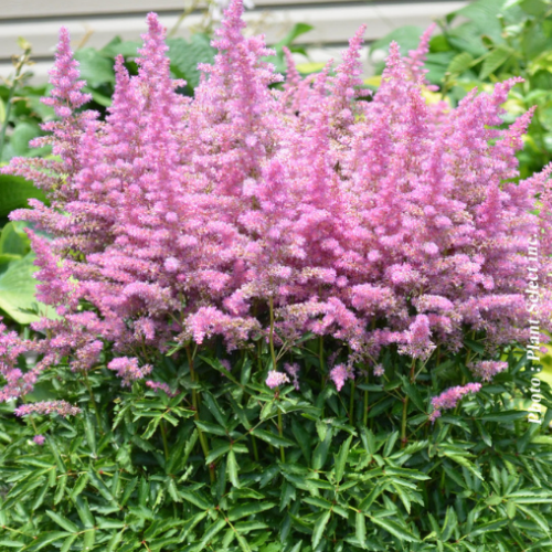 Astilbe 'Younique Lilac'
