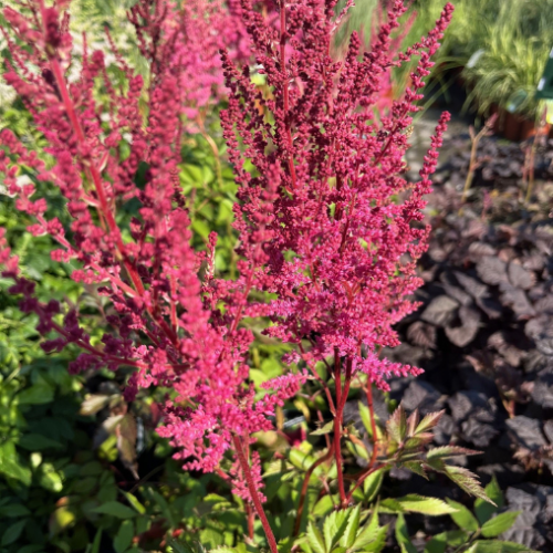 Astilbe 'Mighty Chocolate Cherry' - 2g