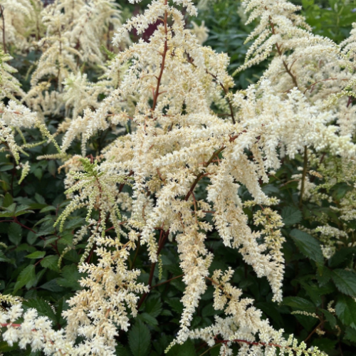 Astilbe 'Moccachino' - 1g