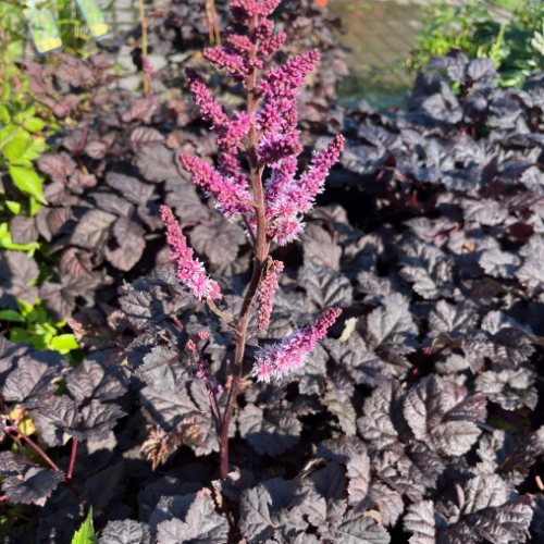 Astilbe 'Dark Side of The Moon'