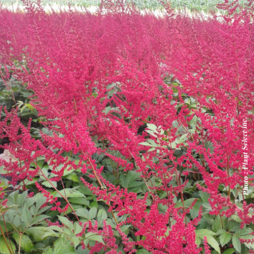 Astilbe 'Glut' 