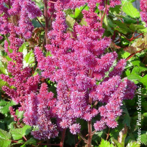 Astilbe 'Vision In Red'