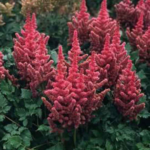 Astilbe 'Visions'