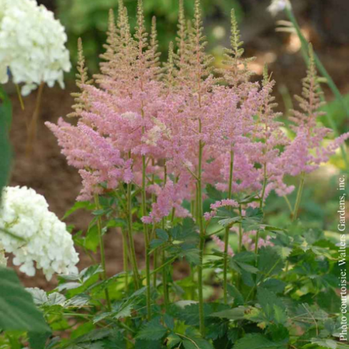 Astilbe 'Vision in Pink' 
