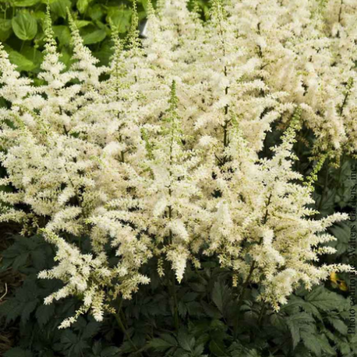 Astilbe  'Vision in White'