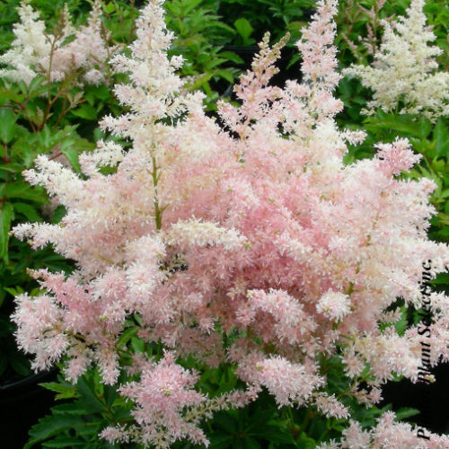 Astilbe 'Younique Silvery Pink' - 1g