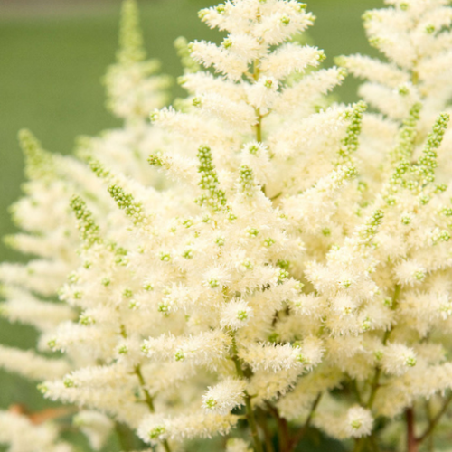 Astilbe 'Younique White'