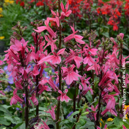 Lobelia 'Starship 'Rose' - 1g