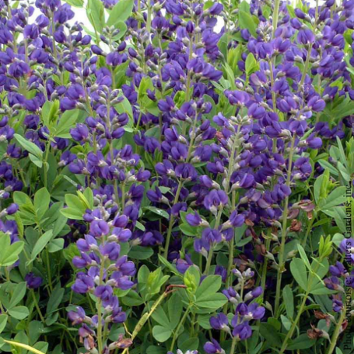 Baptisia Australis