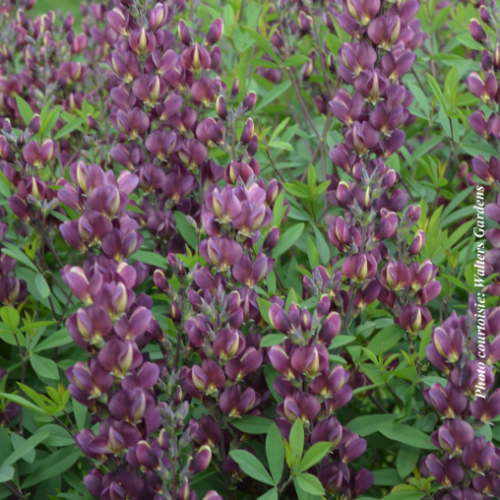 Baptisia 'Burgundy Blast' - 2g
