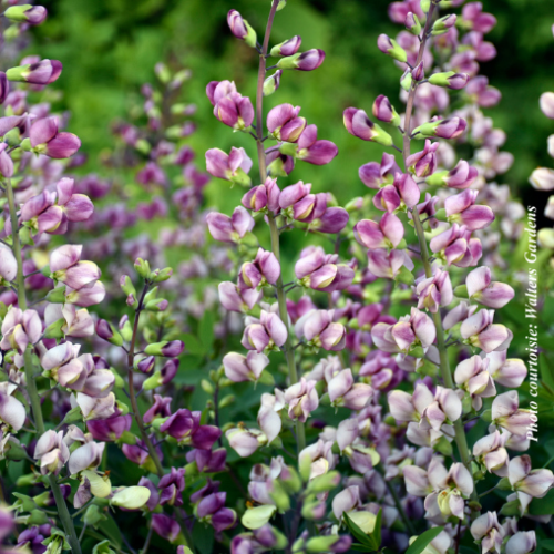 Baptisia 'Plum Rosy' - 2g