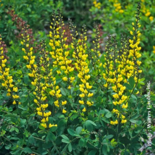 Baptisia Decadence 'Lemon Meringue' - 2g