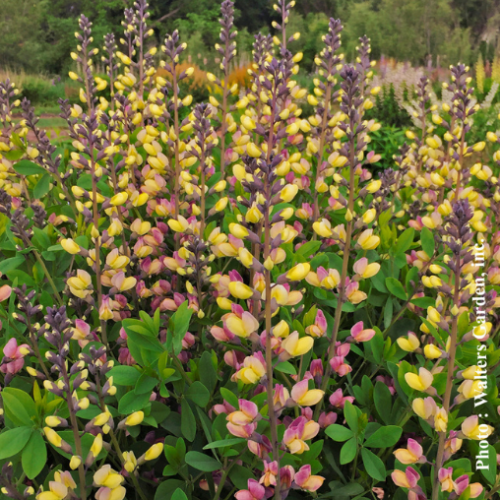 Baptisia Decadence  'Pink Lemonade' - 2g