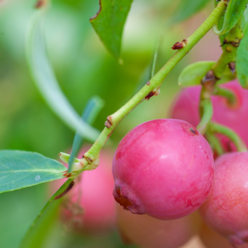 Bleuet  'Pink Lemonade' BIO - 2g