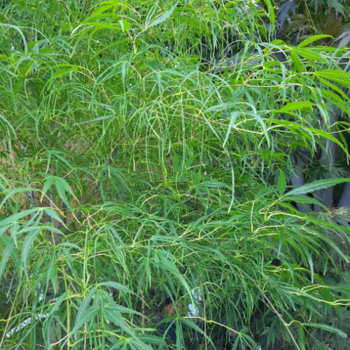 Acer palmatum 'Koto No Ito' - 10g