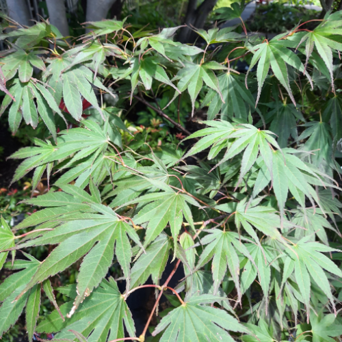 Acer palmatum 'Red Dawn' - 200cm
