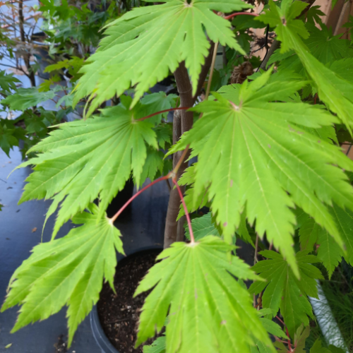 Acer palmatum 'Otaki' - 10g