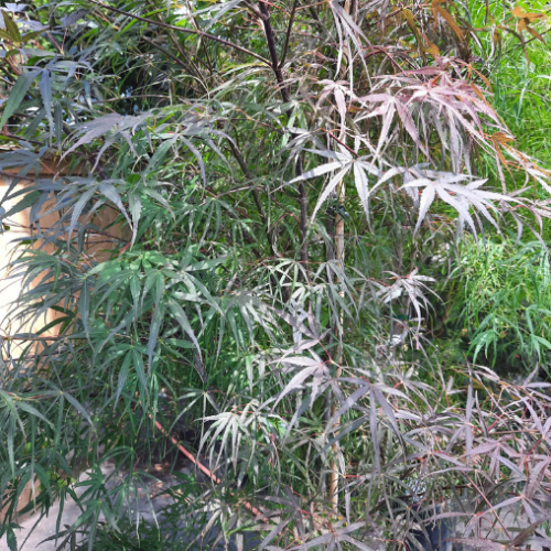 Acer palmatum 'Hubbs Red Willow'