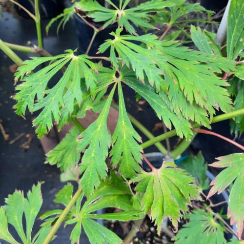 Acer japonicum aconitifolium - 3g