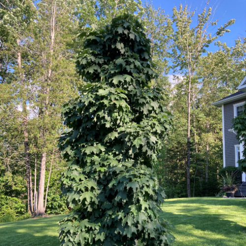 Acer saccharum Apollo 