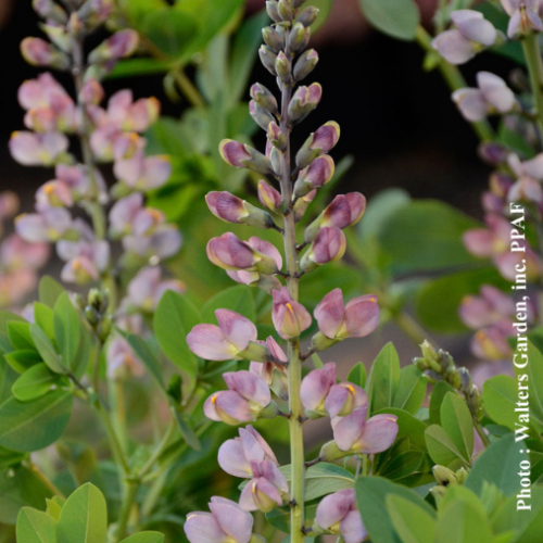Baptisia Decadence  'Pink Truffles' - 2g