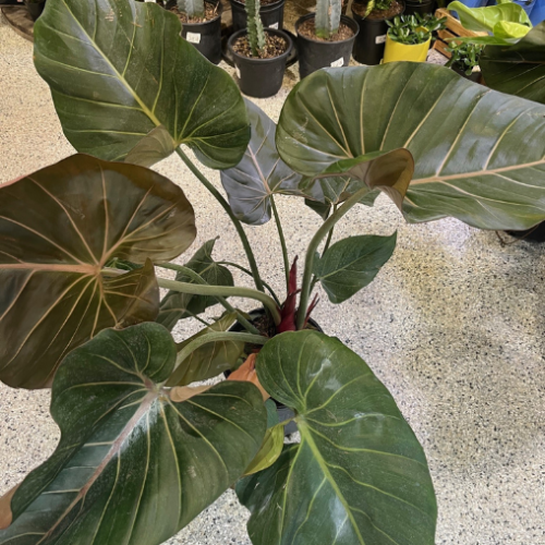 Philodendron giganteum - 10"