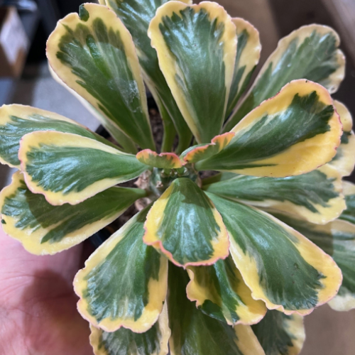 Euphorbia poissonnii f. 'Variegata' - 4''