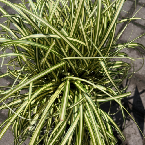 Carex 'Evergold' - 1g