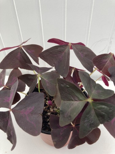 Oxalis triangularis 'Red Shamrock' - Oxalis pourpre