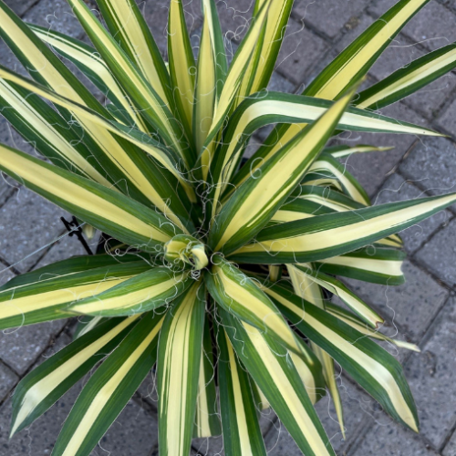 Yucca 'Color Guard' 
