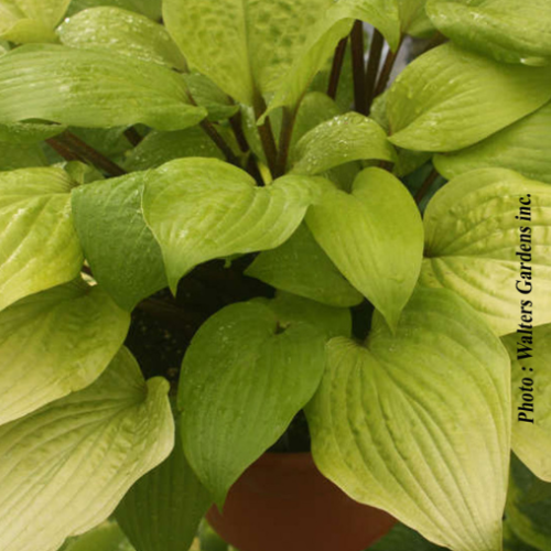 Hosta 'Designer Genes' - 1g