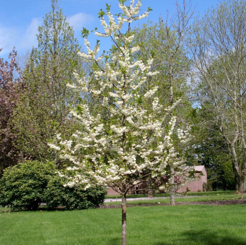 Halesia carolina 'Uconn Wedding Bells' - 200 cm