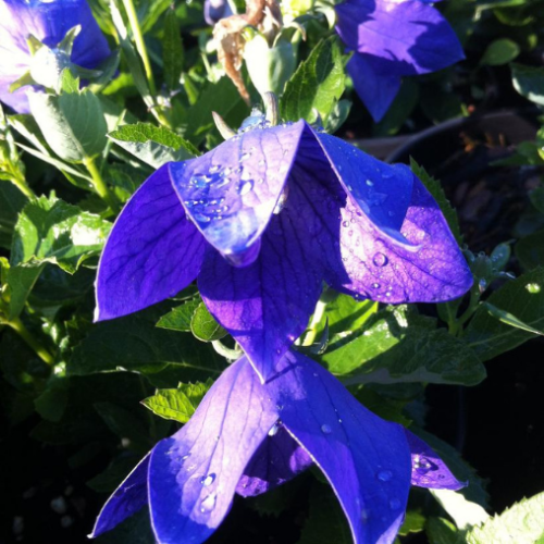 Platycodon grandiflorus 'Sentimental Blue' 