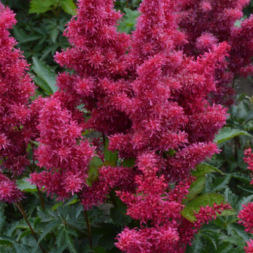 Astilbe japonica 'Go Go Red'  - 2g