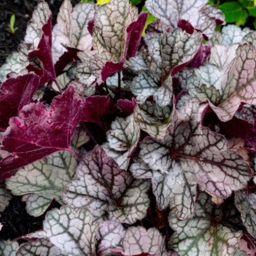 Heuchera 'Spice Curls' - 2g