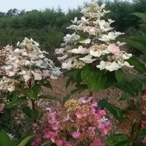 Hydrangea paniculata 'Fire and Ice' sur tige
