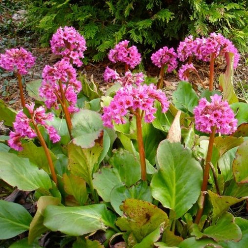 Bergenia Cordifolia - 1g
