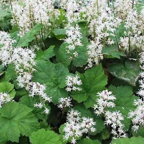 Tiarella cordifolia