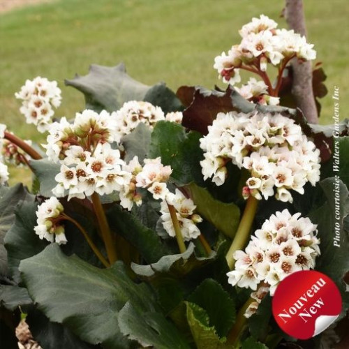 Bergenia 'Happily Ever After' - 1g