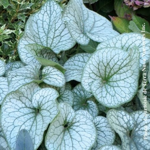 Brunnera 'Alexander's Great' - 1g