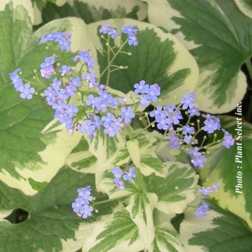Brunnera 'Dawson's White' - 1g