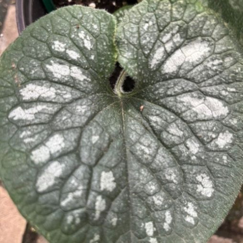 Brunnera 'Emerald Mist' - 1g