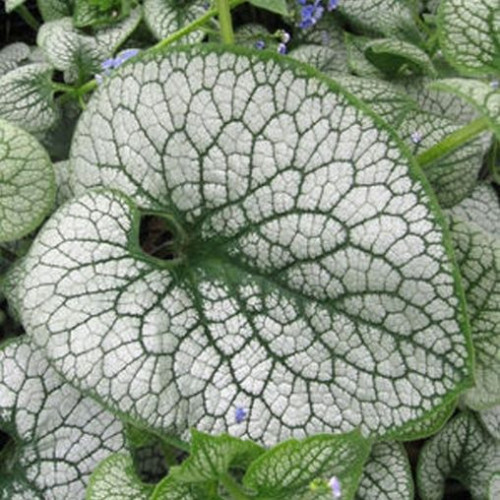Brunnera 'Jack of Diamond' - 1g