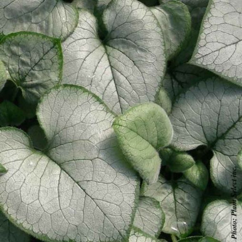 Brunnera  'Looking Glass' - 1g