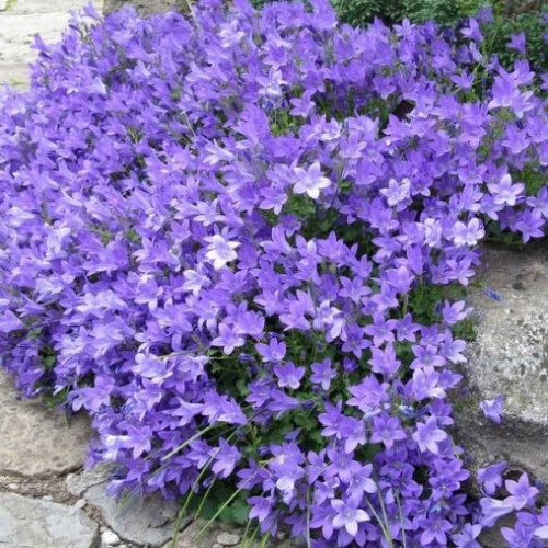 Campanula 'Birch Hybrid' - 1g