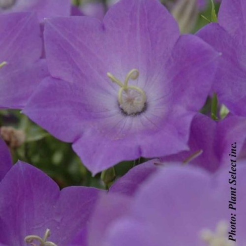 Campanula 'Blue Clips' - 1g