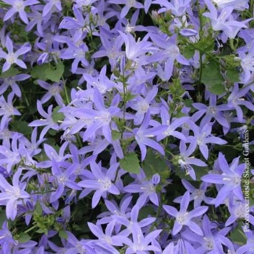 Campanula  'Blue Waterfall'